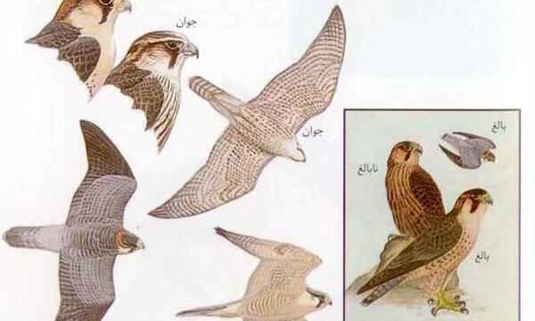 عکس پرنده ی شاهین بحری