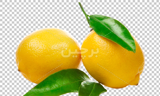 عکس نقاشی لیموشیرین