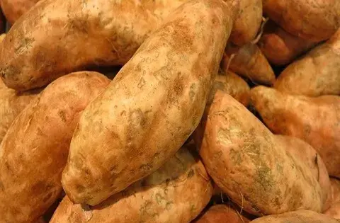 عکس سیب زمینی شیرین وحشی
