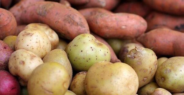 عکس گیاه سیب زمینی شیرین