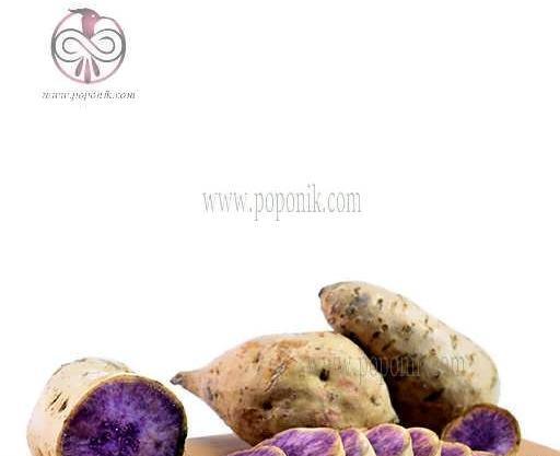 عکس گیاه سیب زمینی شیرین