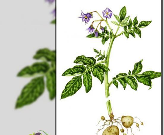 عکس گیاه سیب زمینی شیرین