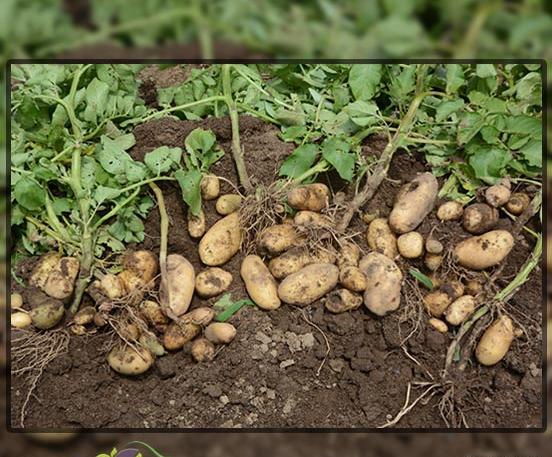 عکس گیاه سیب زمینی شیرین