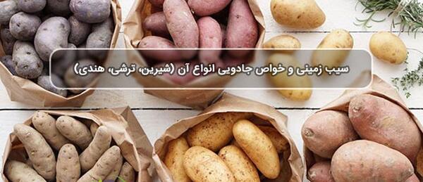 عکس گیاه سیب زمینی شیرین