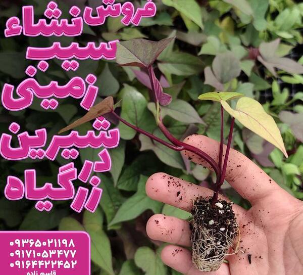 عکس گیاه سیب زمینی شیرین