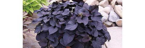 عکس گیاه سیب زمینی شیرین