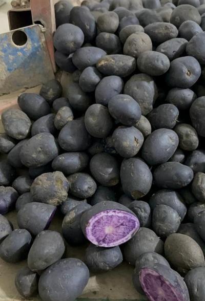 عکس از سیب زمینی شیرین