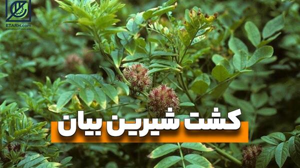 عکس گیاهی شیرین بیان