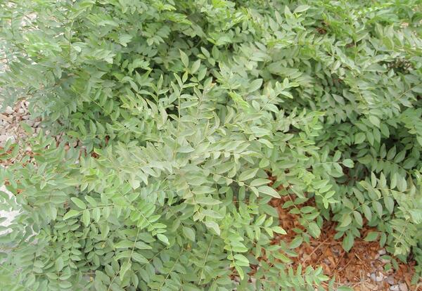 عکس گیاهی شیرین بیان