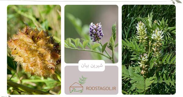 عکس گیاهی شیرین بیان