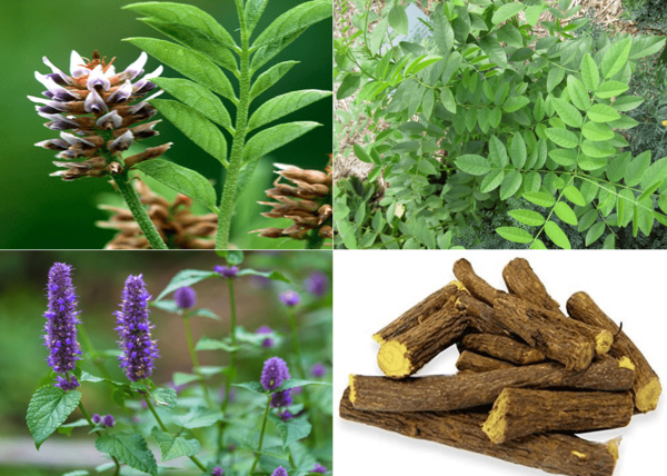 عکس گیاهی شیرین بیان