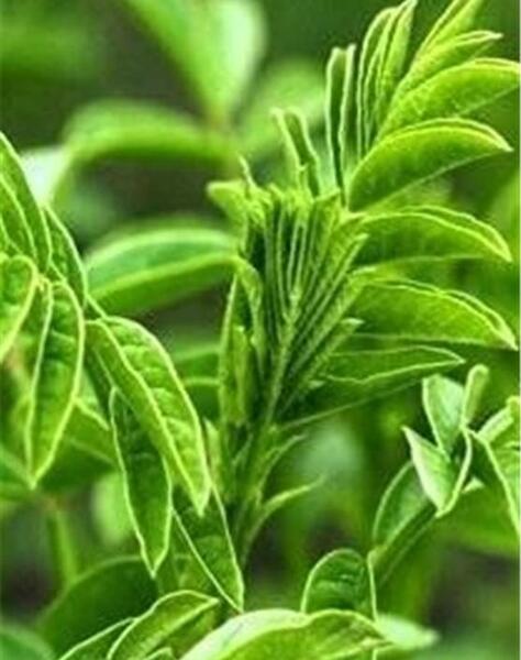 عکس ریشه گیاه شیرین بیان