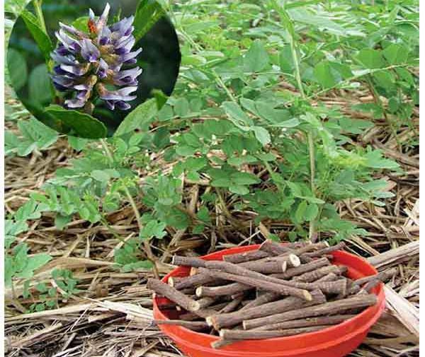 عکس ریشه گیاه شیرین بیان