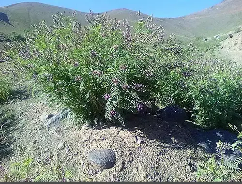 عکس از گیاه شیرین بیان