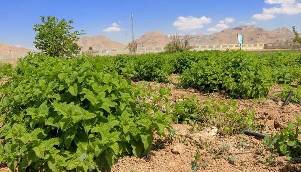 عکس از گیاه شیرین بیان