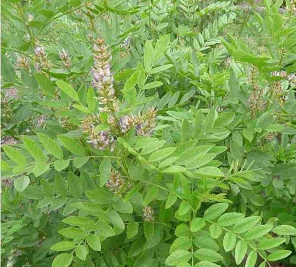 عکس از گیاه شیرین بیان