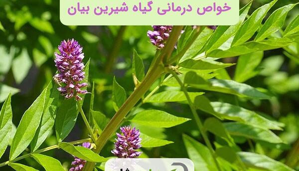 عکس از گیاه شیرین بیان