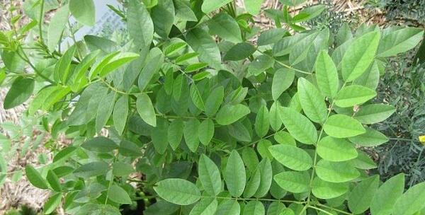 عکس داروی گیاهی شیرین بیان