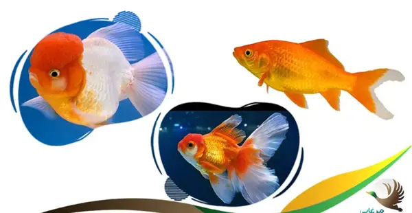 عکس ماهی آب شیرین