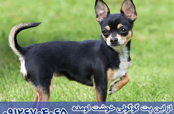 عکس سگ شیواوا سفید