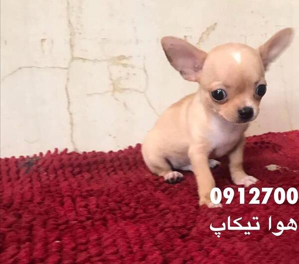عکس سگ شیواوا مشکی