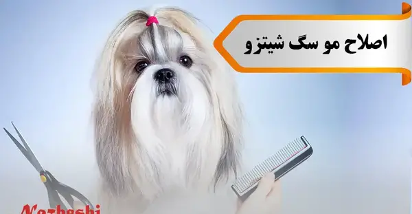 عکس سگ شیواوا نر