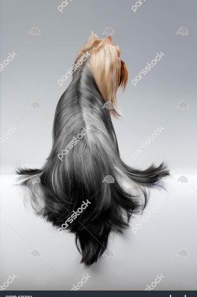 عکس سگ شیواوا مو بلند