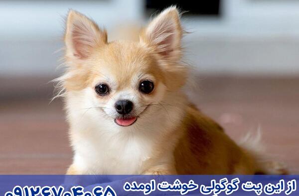 عکس سگ های شیواوا