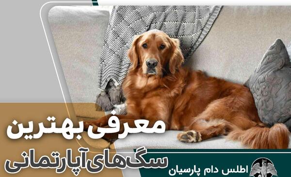 عکس سگ های شیواوا
