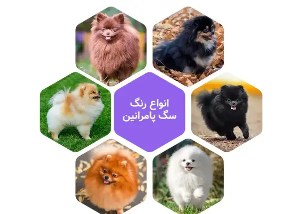 عکس سگ پامر شیواوا