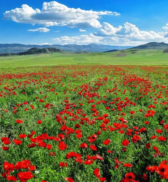 عکس شقایق های متراکم