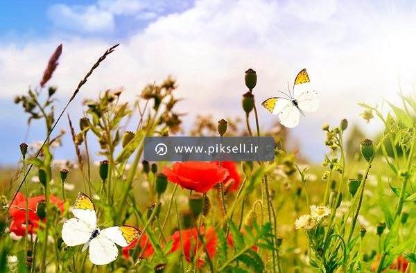 عکس گل های شقایق