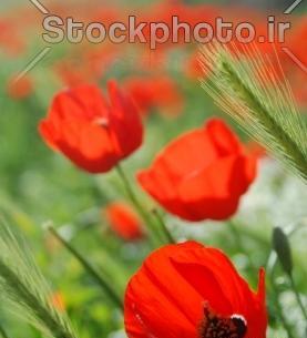 عکس گل های شقایق