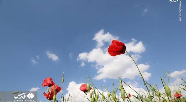 عکس گل های شقایق
