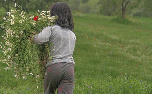 عکس گل های شقایق