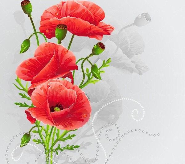 عکس گل های شقایق