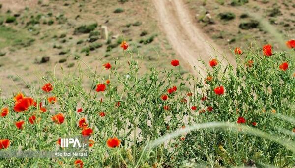 عکس گل های شقایق