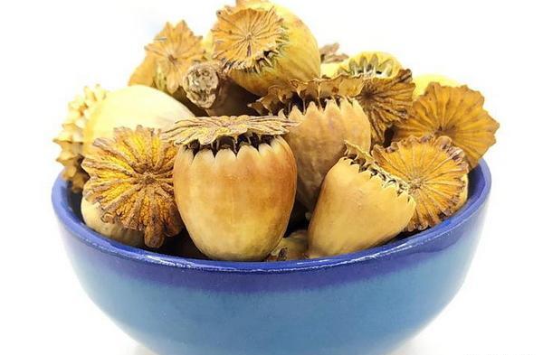 عکس گیاه شقایق وحشی