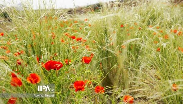 عکس گیاه شقایق وحشی