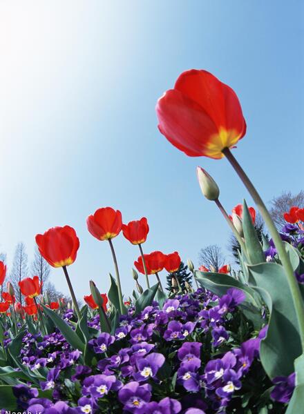 زیباترین عکس گل شقایق