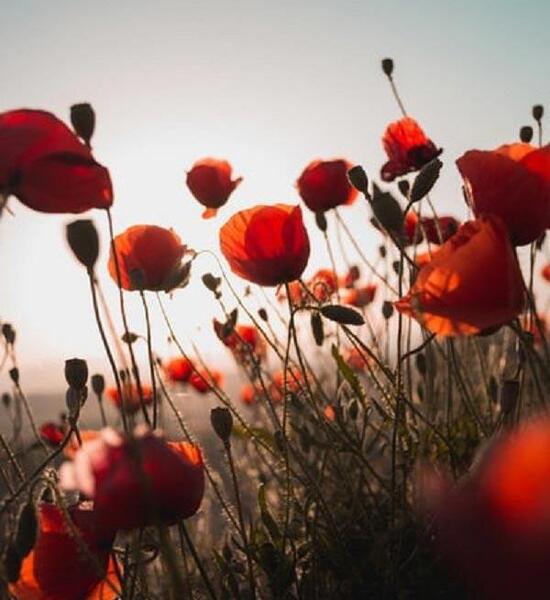 زیباترین عکس گل شقایق