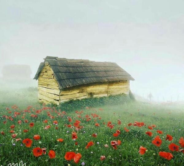 زیباترین عکس گل شقایق