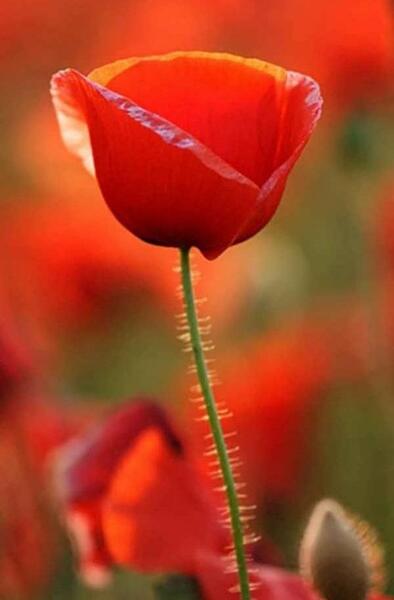 عکس های گل شقایق