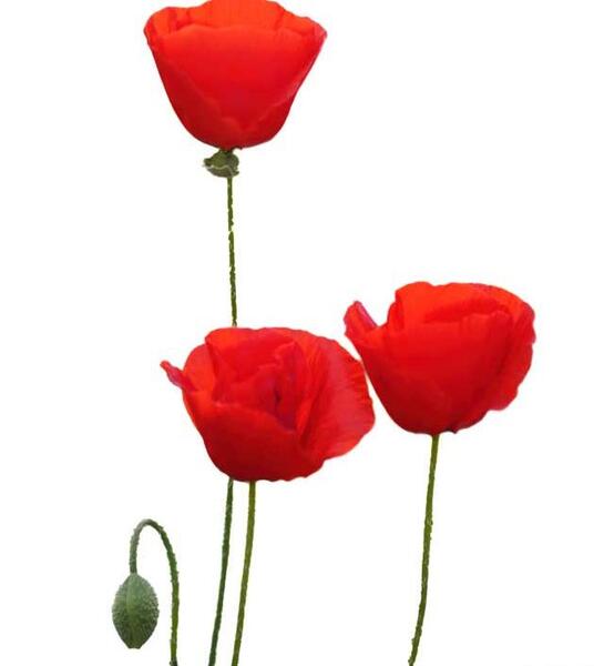 عکس های گل شقایق