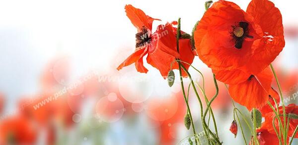عکس های گل شقایق