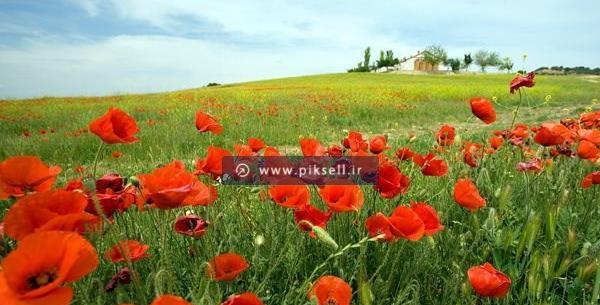عکس های گل شقایق