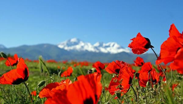 عکس گل شقایق کوهی