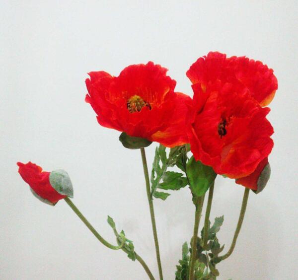 عکس گل شقایق کوهی