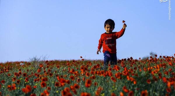 عکس گل شقایق کوهی