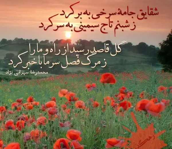 عکس پروفایل گل شقایق